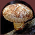 Ormus Minerals Shitake Mushrooms and Immunity