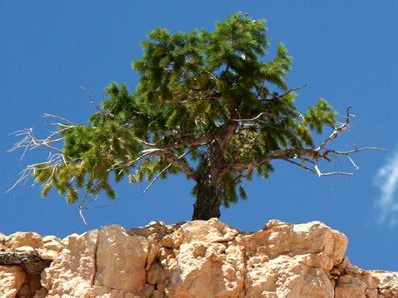 Ormus Minerals -Myrrh Tree